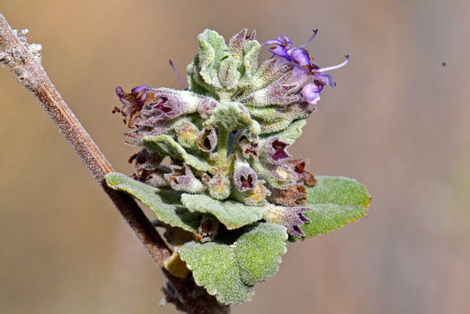 Hyptis emoryi, Desert Lavender